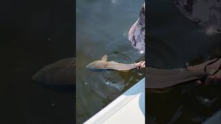 Allens First Redfish is Overslot on Salty Scales Charter #redfish #bigredfish
