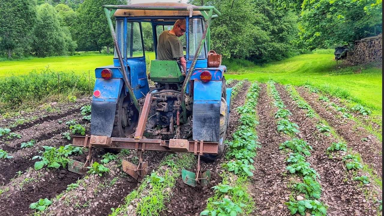 Přihrnování brambor 2024 | Zetor 3011 & plečka