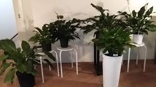 Peace Lily Care Tips | Peace Lily Collection | Part 1