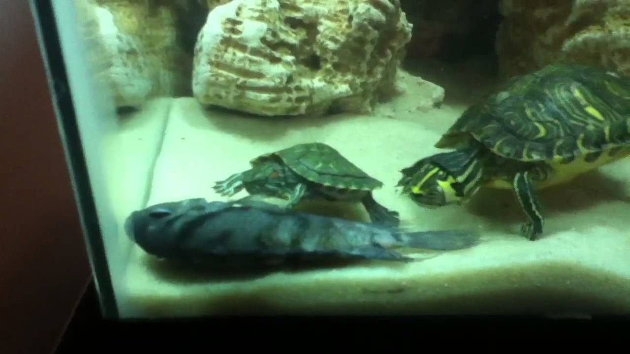turtle eats big fish - YouTube