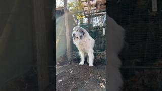 Belle ベル #greatpyrenees #todaysrunrun #グレートピレニーズ #今日のルンルン