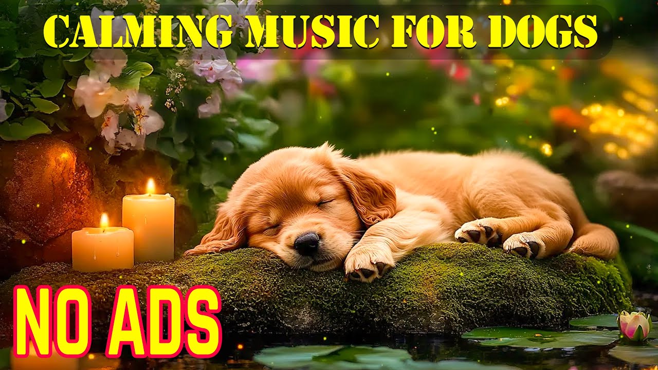 Успокаивающая собака музыка 🐶 Нежные мелодии, которые успокаивают нервных собак, уменьшают лай и сп