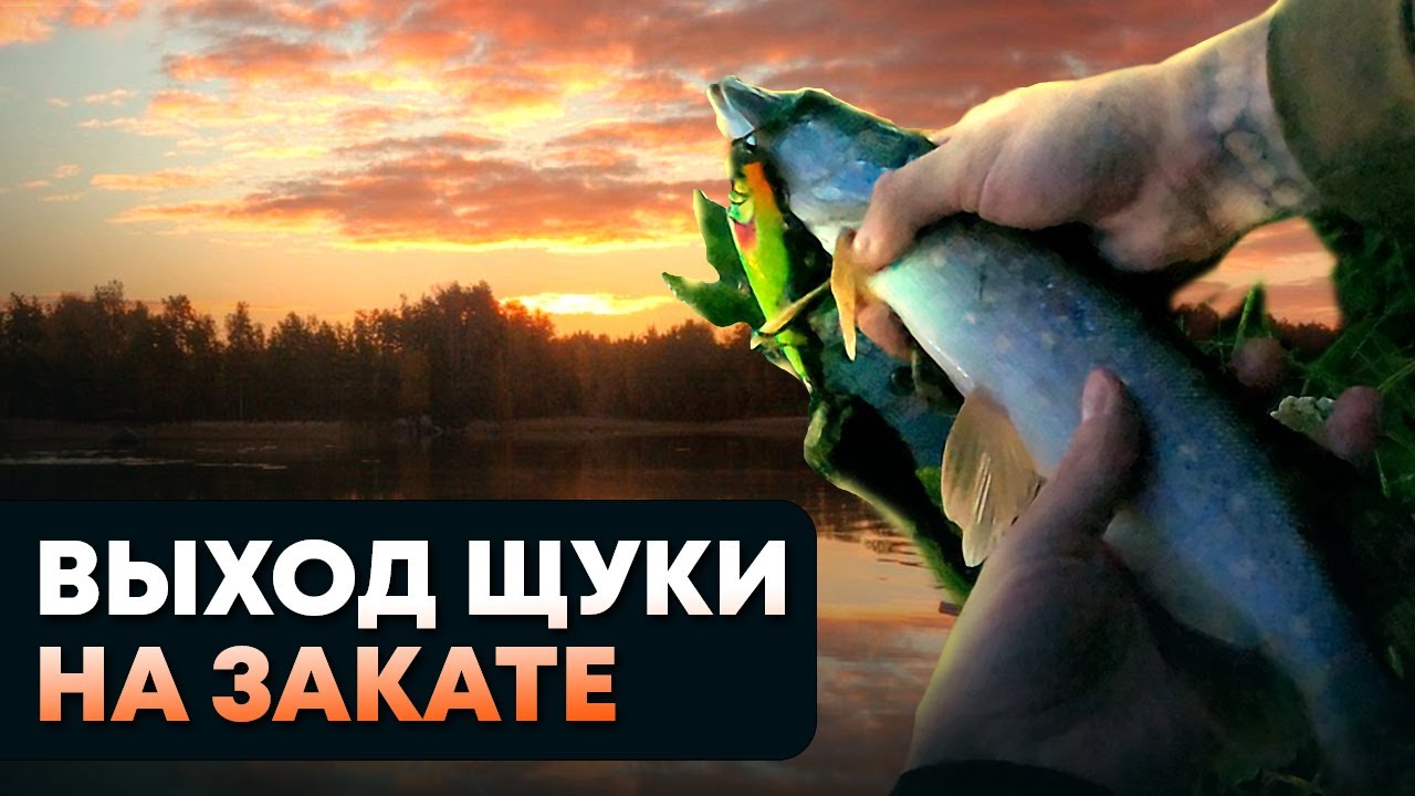 Ловим щуку на закате! Rapala Skitter Pop Elite 95 в деле