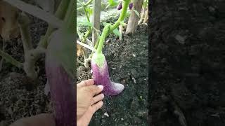My eggplant so fast growth#shorts