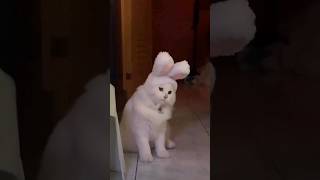 amazing👍🐇rabbit ooh my God amazing ll cute rabbit shortsll #god #amazing #rabbit #cute #shorts