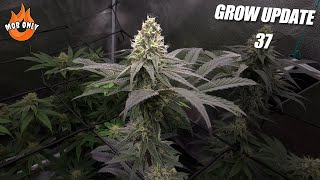 Grow Update 37 - Macho Beans And Buds