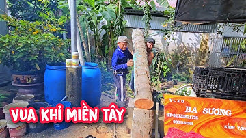 Vua khỉ miền tây cưa cây dừa trong không gian chật hẹp.