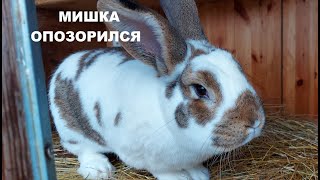 СЛУЧКА🐰ОСМОТР ГНЁЗД НА 8 ДЕНЬ ПОСЛЕ ОКРОЛА🐰СОДЕРЖАНИЕ КРОЛИКОВ🐰