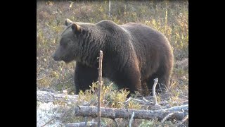 Охота на медведя с луком в России. Потеряли лук.....