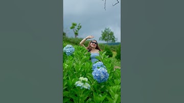 Triền hoa cẩm tú cầu lớn nhất Đà Lạt  #dalat #flowers #hoatrongrung