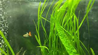 картинка: Мой аквариум на 500 литров