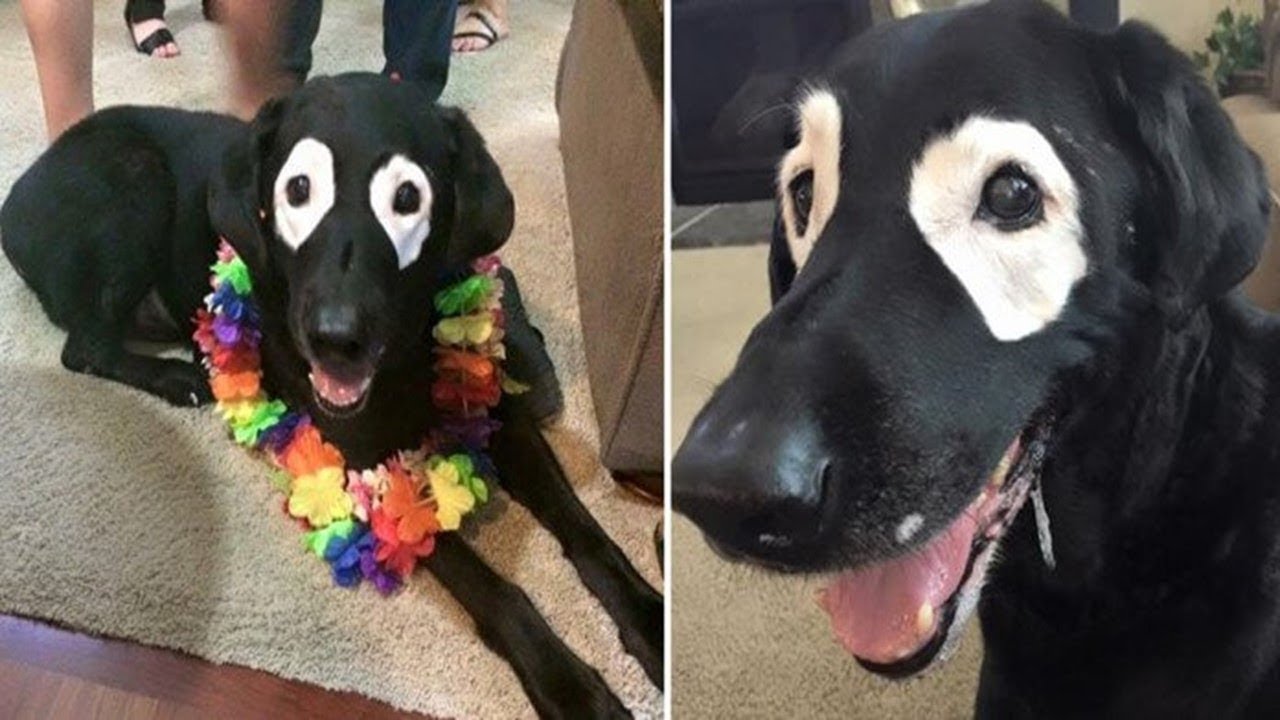 Dog With Strange Eyes, Has An Even More Stranger Past!!!