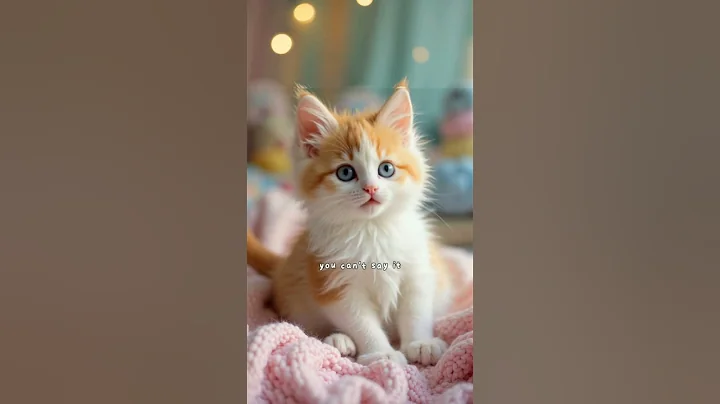 Video 10377831: kitten talking, kittens cute talk, cat talking, wild cat, cute little kitten, kitten learning, funny cat