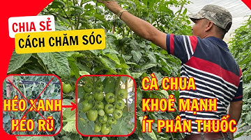 PHÒNG VÀ TRỊ BỆNH HÉO XANH HÉO RŨ, CHẾT YỂU TRÊN CÂY CÀ CHUA CHỈ NHỜ CẢI TẠO ĐẤT