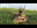 Roebuck hunting in Romania  - Rehbockjagd in Rumänien - Bukke jagt i Rumaenien