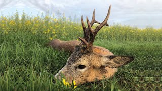 Roebuck hunting in Romania  - Rehbockjagd in Rumänien - Bukke jagt i Rumaenien
