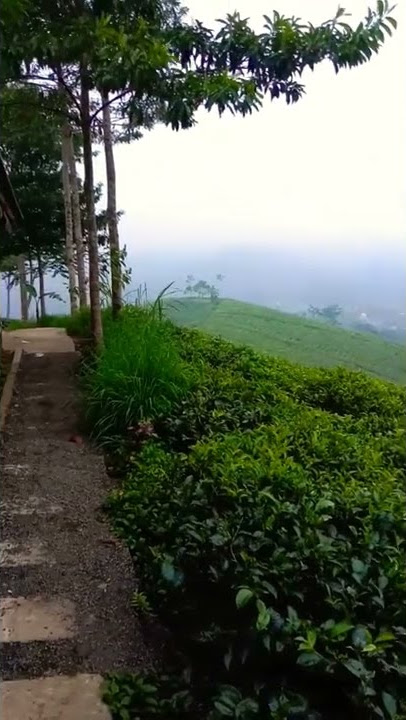 Ngopi di tengah kebun teh #shorts #youtubeshorts #tea #coffee #kuliner