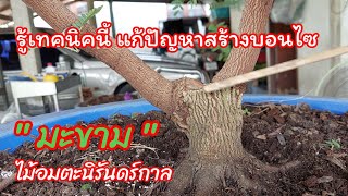 บอนไซ 👉แก้ปัญหามะขามบวม! 💥รู้เทคนิควิธีการนี้ในการสร้างมะขามไม้อมตะนิรันดร์กาล #บอนไซบ้านมด #มะขาม