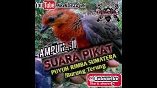 SUARA PIKAT PUYUH RIMBA sumatera/Burung Terung100% Ampuh..The alluring voice of Sumatran Rimba Quail