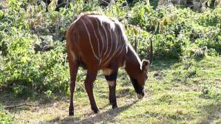 The Bongo. Africa Rare Antelope.