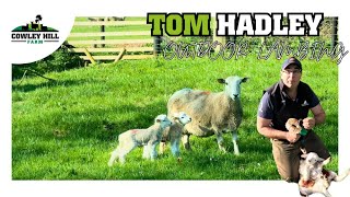 LAMBING 1,000 ROMNEY SHEEP NZ STYLE
