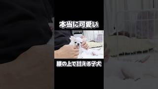 膝の上で甘えるのが大好きな子犬が可愛すぎました♪