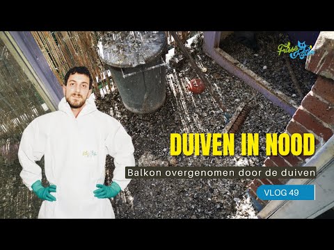 Pigeon crap! | Vlog 49 | Frisse Kater