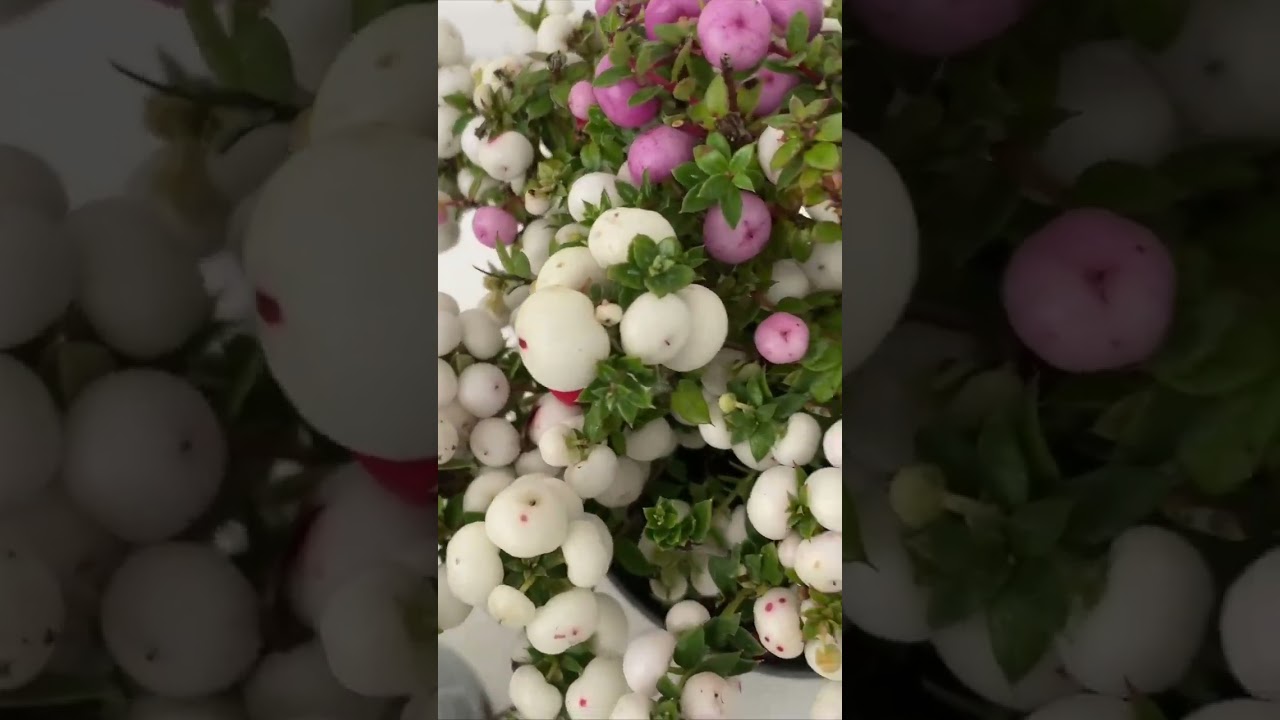 Гаультерія мікс d14 (25-30)