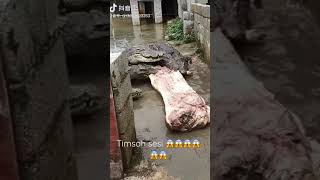 Daha Önce Timsah Sesi Duymuş Muydunuz?