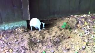 Rat Terrier Excavating