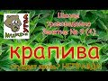 Школа травоведения. Занятие № 9 (4) КРАПИВА сгущает кровь? НЕПРАВДА!