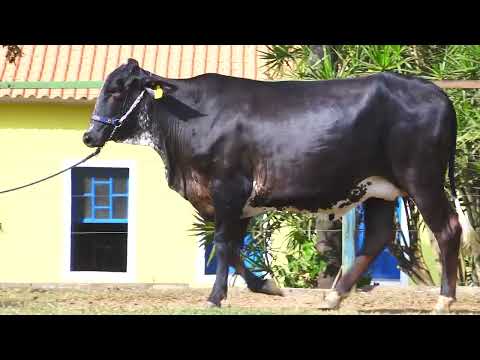 LOTE 133   CRIATIVA FIV GILLIGAN SANTA LUZIA   2660 CJ