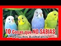 10 Curiosidades que no conocías del PERIQUITO AUSTRALIANO