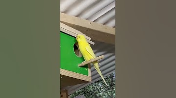 budgie new nest