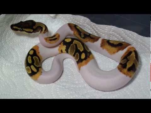Piebald Ball Python