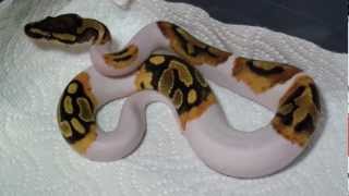 Piebald Ball Python