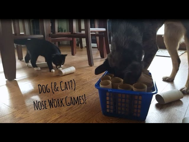 Dog Enrichment - Fun & easy Games for your Dog - nose work 