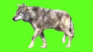 green screen wolf #short