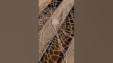 Cobweb #viral #shorts #cobweb