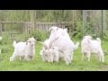 Cashmere Goats