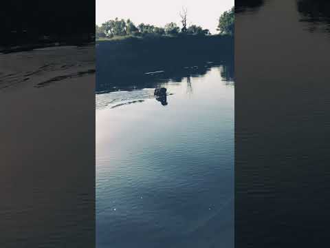 Jagdterrier vs wyżeł szorstkowłosy
