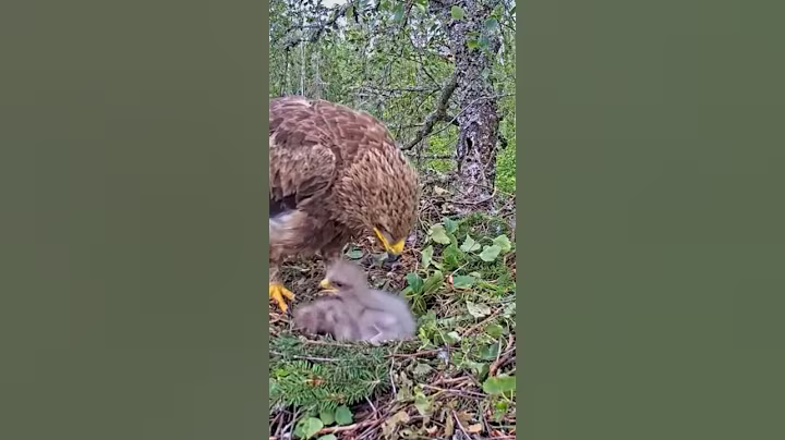P#941- Review mother birds brings food to feed her babies in the nest, baby birds life #birdslover