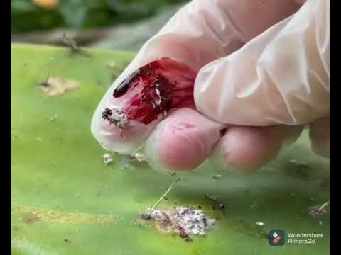 Making Red Lipstick from Cochineal