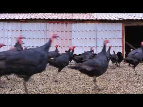 როგორ მოგწონთ \"აგროჰაბის\" ფერმა?