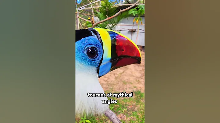 toucans at mythical angles #animals #funny #shorts #birds #memes #cute #cat