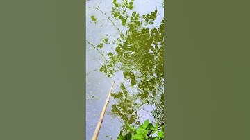 Super Fishing,#ghost #caucagiaitri #cauca #fishingvideo #fish