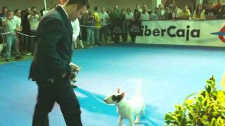 Chotis De Martinabull Saliendo Al Ring