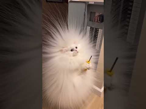 المصلح مياومياو هتضحك ضحك كوميديات اكسبلور تحشيش   ترند