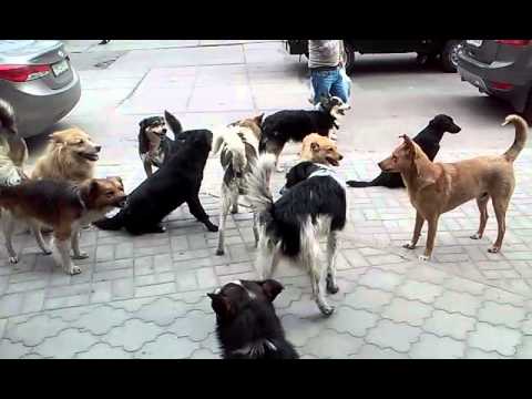 вязка собак на улице