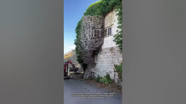 Removing a Giant Ivy Vine From an Old House